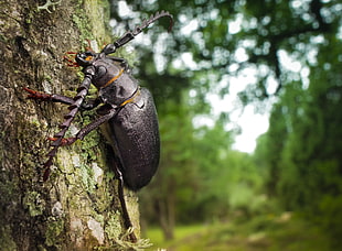 black longhorn beetle clinging on tree bark closeup photography